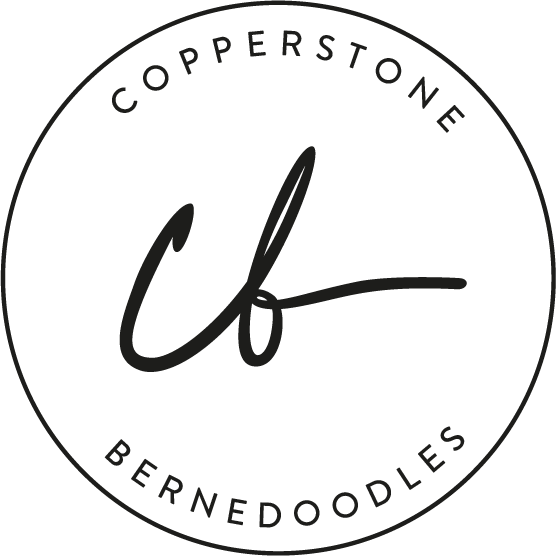 Copperstone Bernedoodles